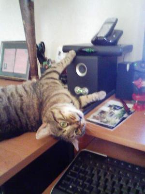 My cat